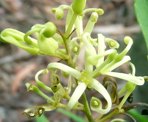 Lomatia myricoides