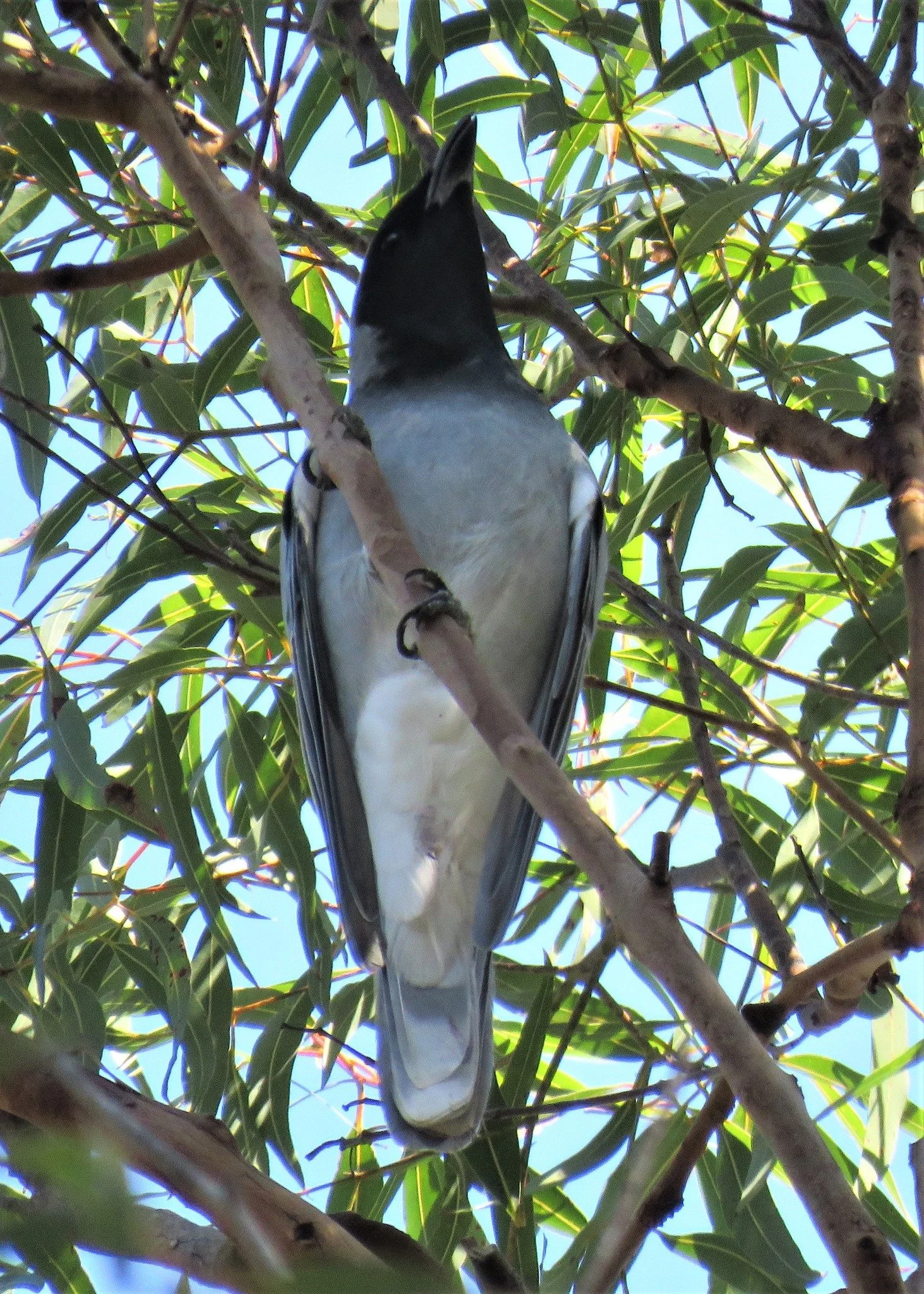Black-faced Cuckoo-shrike 0001 LB.jpg