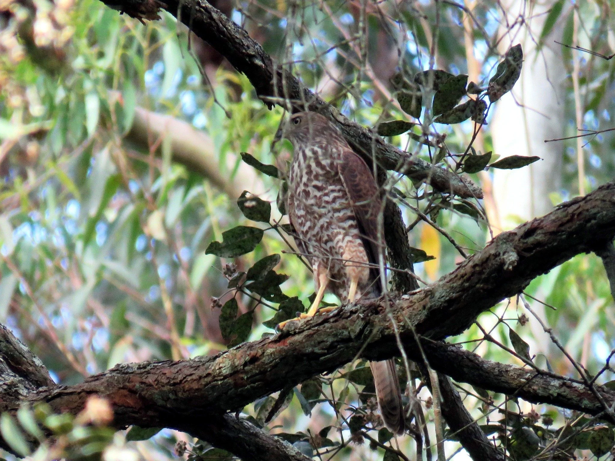 Brown Goshawk 0001 LB.jpg