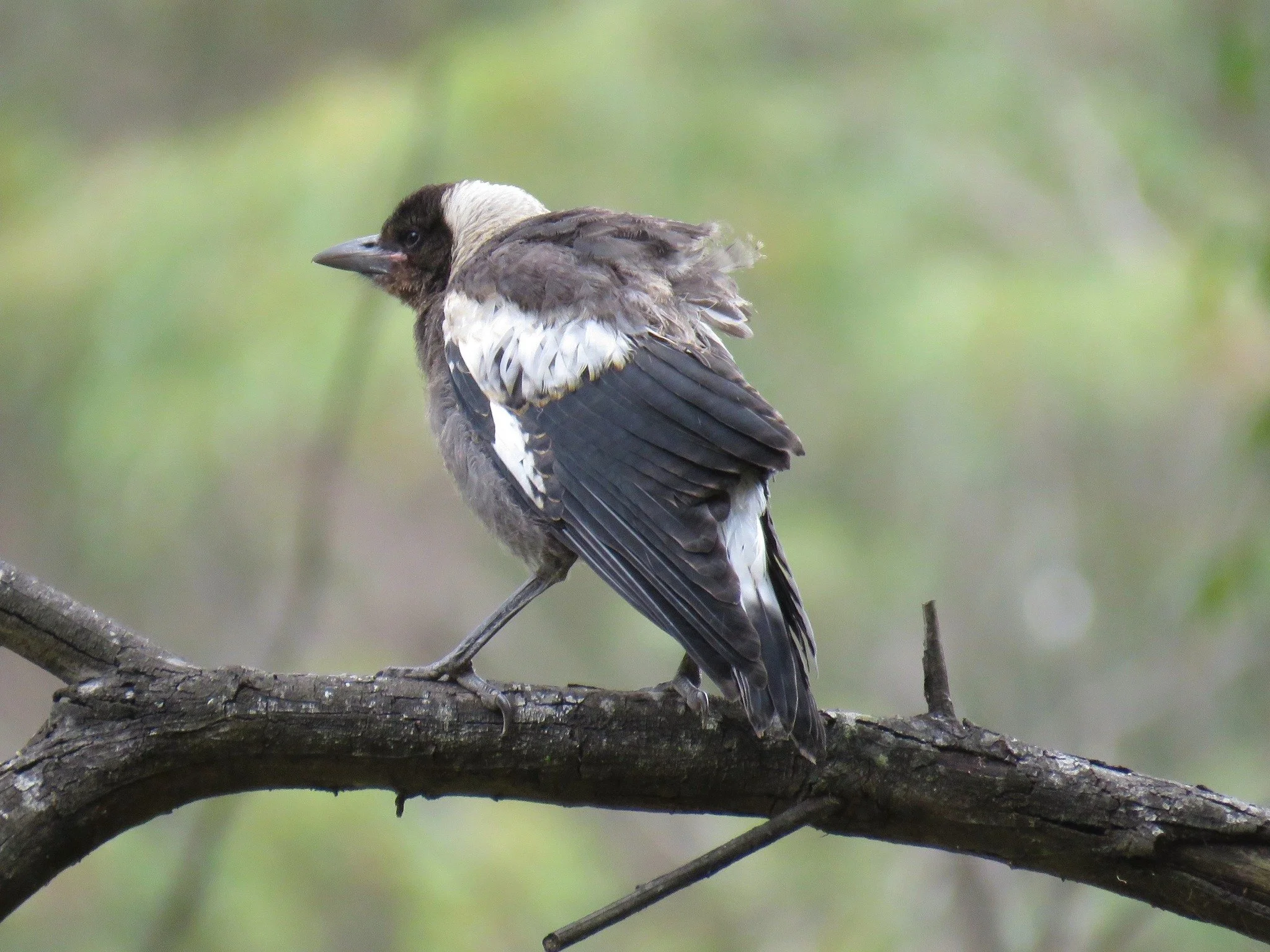 Australian Magpie 0002 LB.jpg