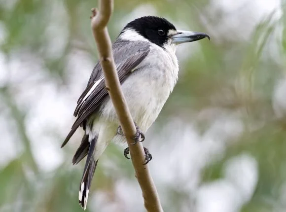 Butcher bird small.jpeg