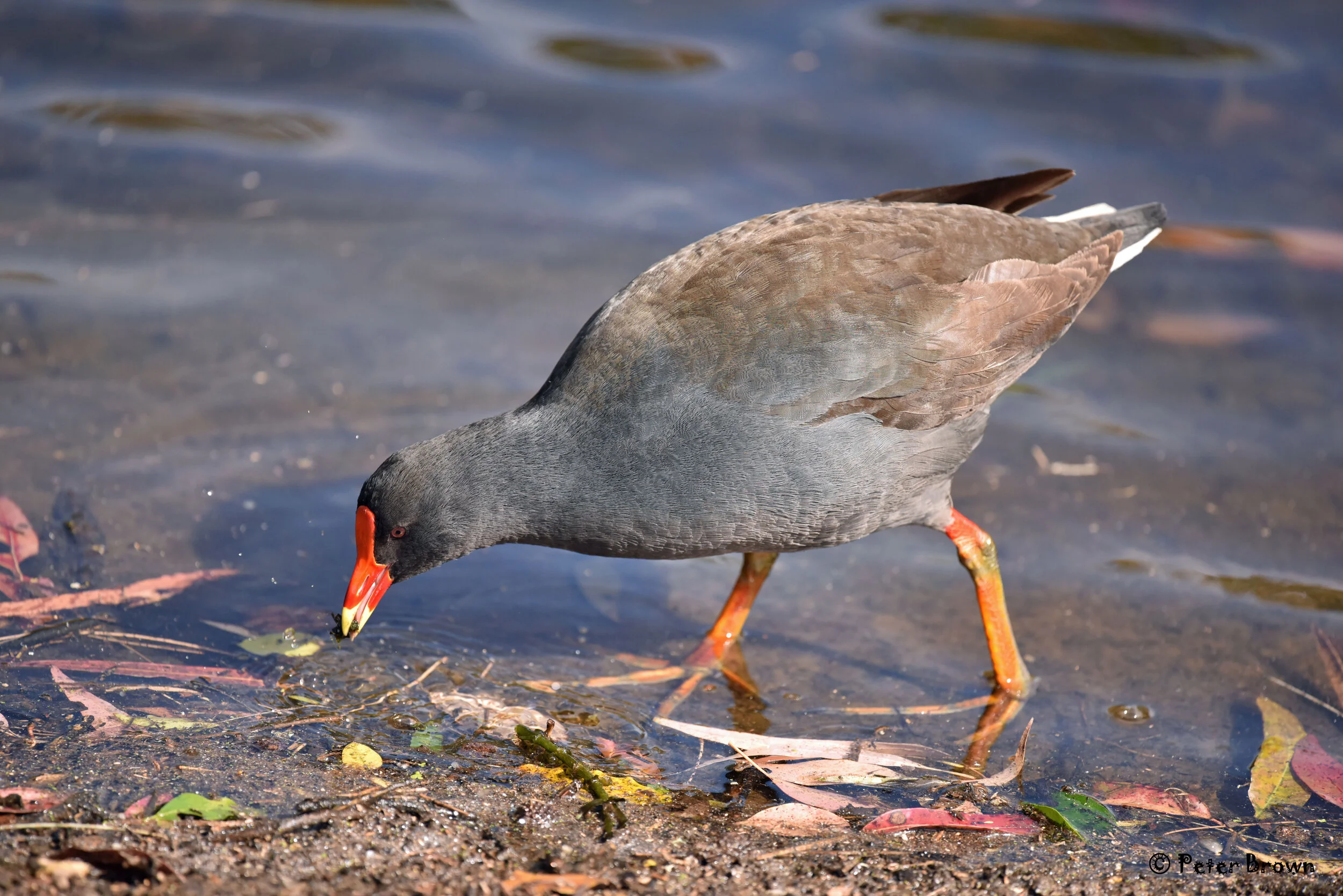 Dusky MorhenDSC_4704aw (002).jpg