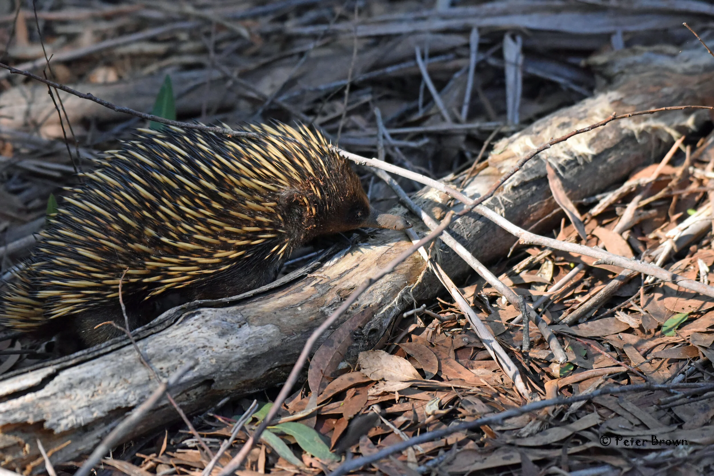 Short-beaked Echidna