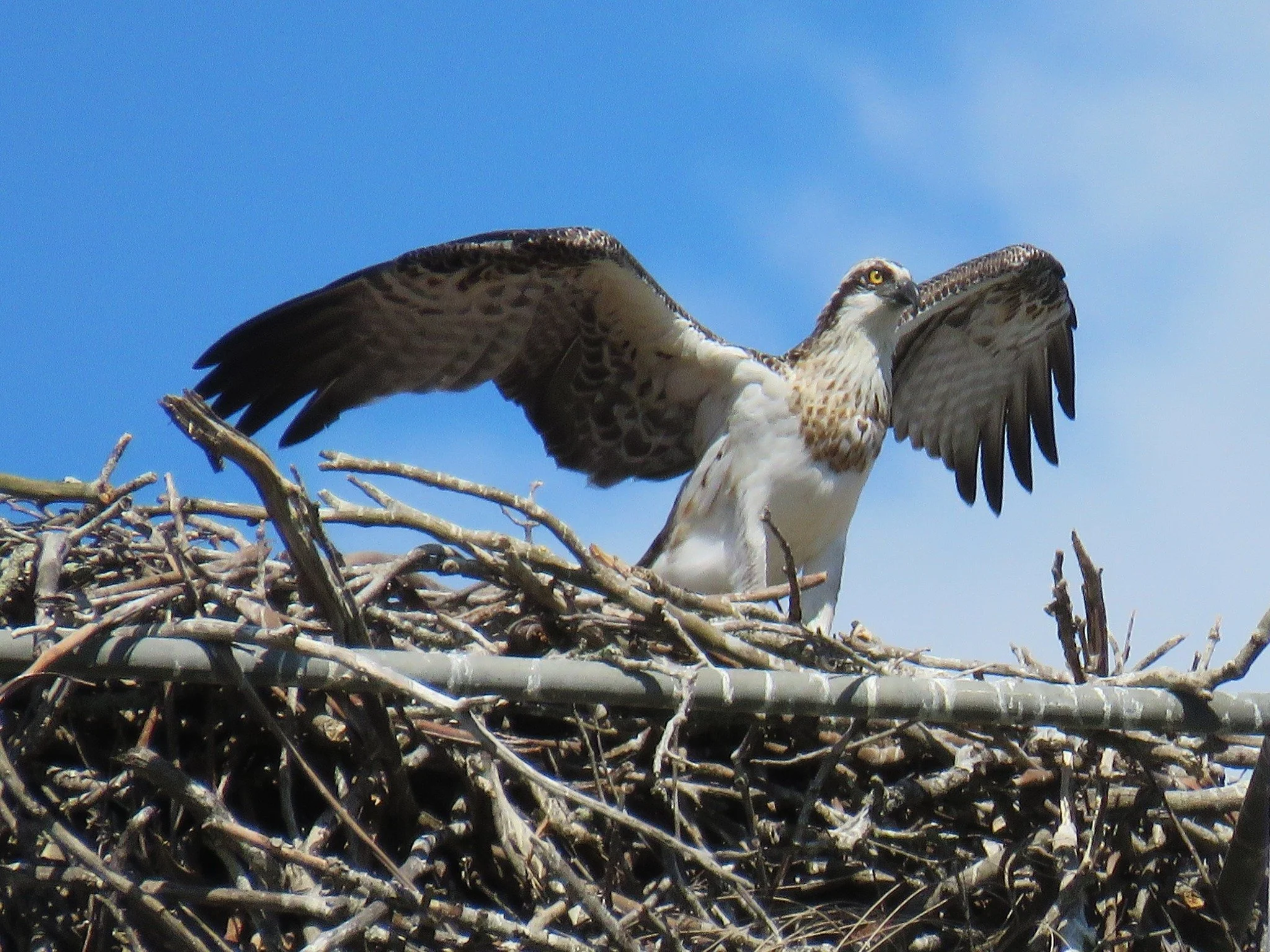 Eastern Osprey 0001 LB.jpg