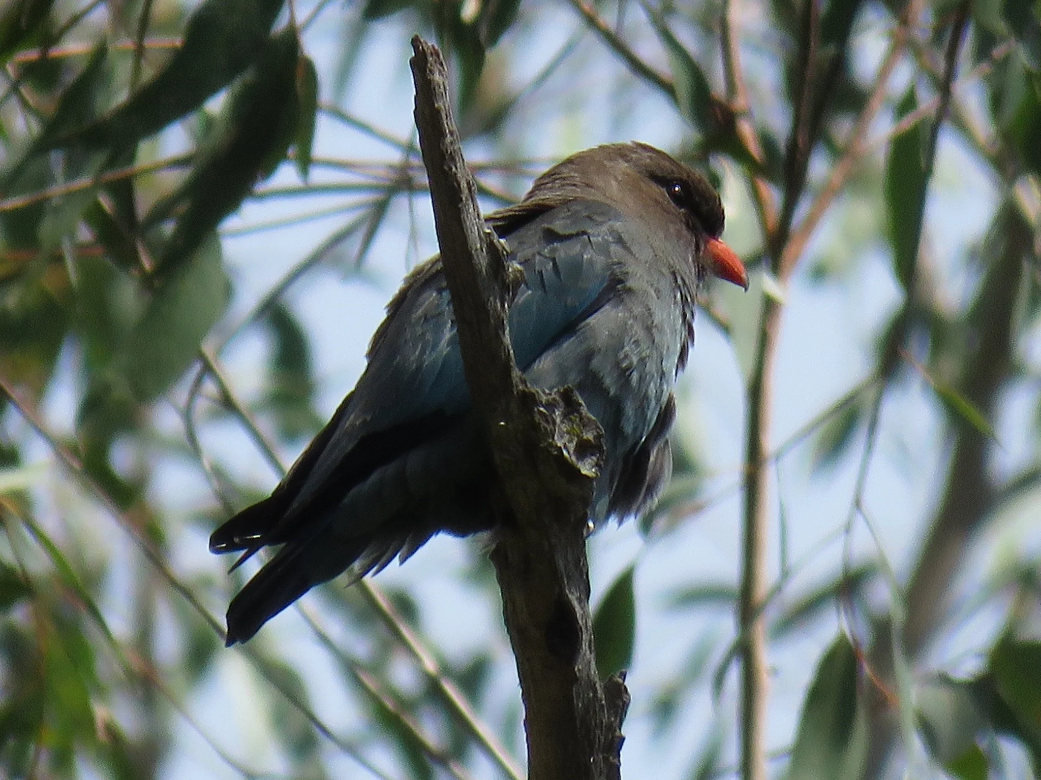 Dollarbird 0002 LB.jpg