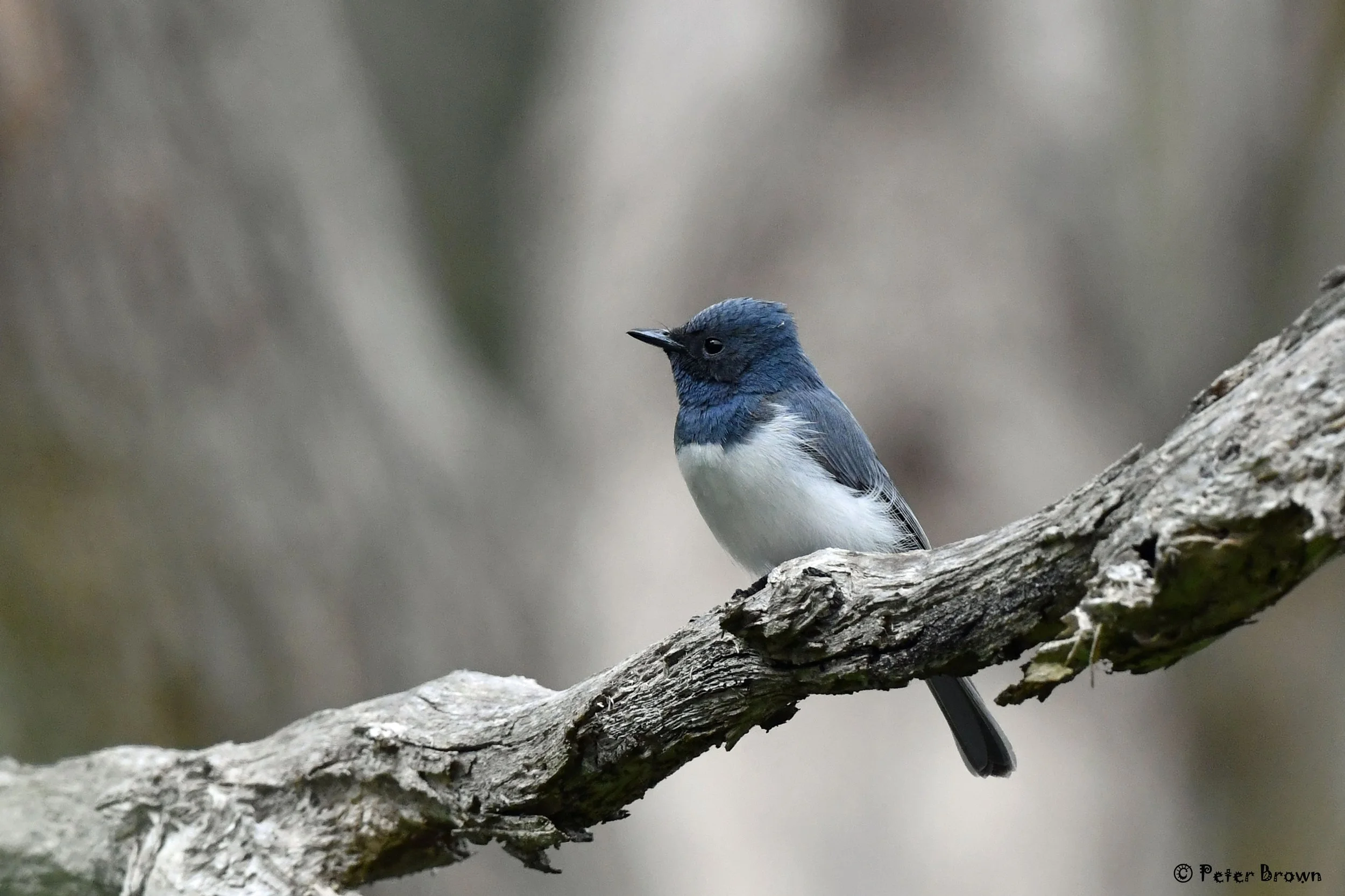 Leaden Flycatcher 0001 PB.jpg