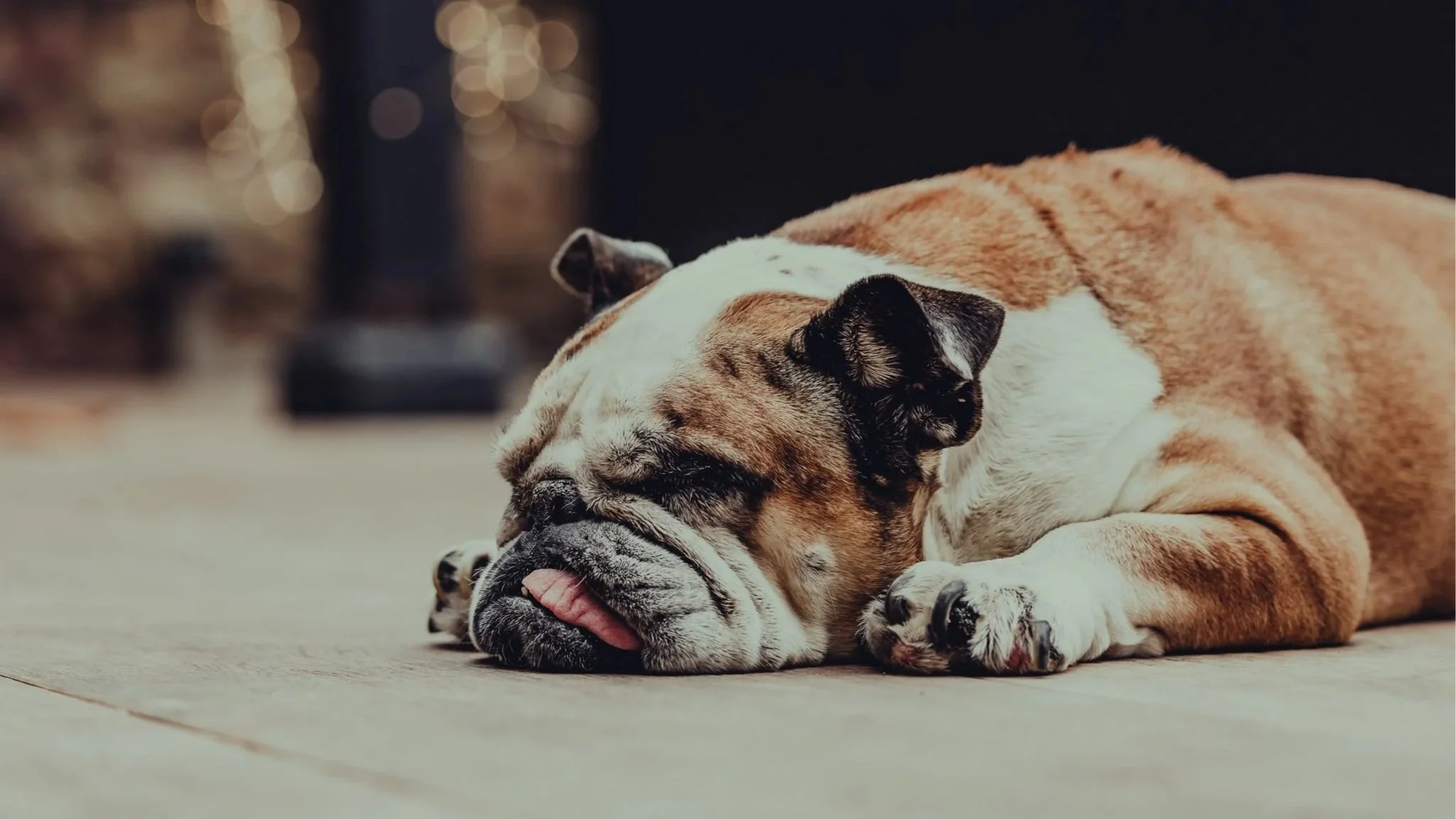 Tiershoot, Hundeshooting, Bonn, Haustierfotografie, bester Freund