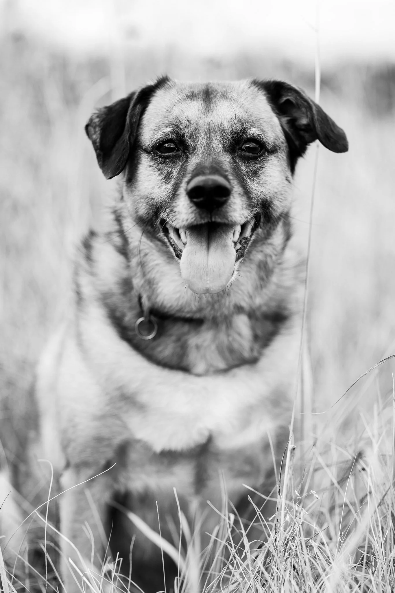 Tierfotografie in Bonn von Marius Barthelmess / Bad-Godesberg / Hunde Fotos / Studio / Haustiere