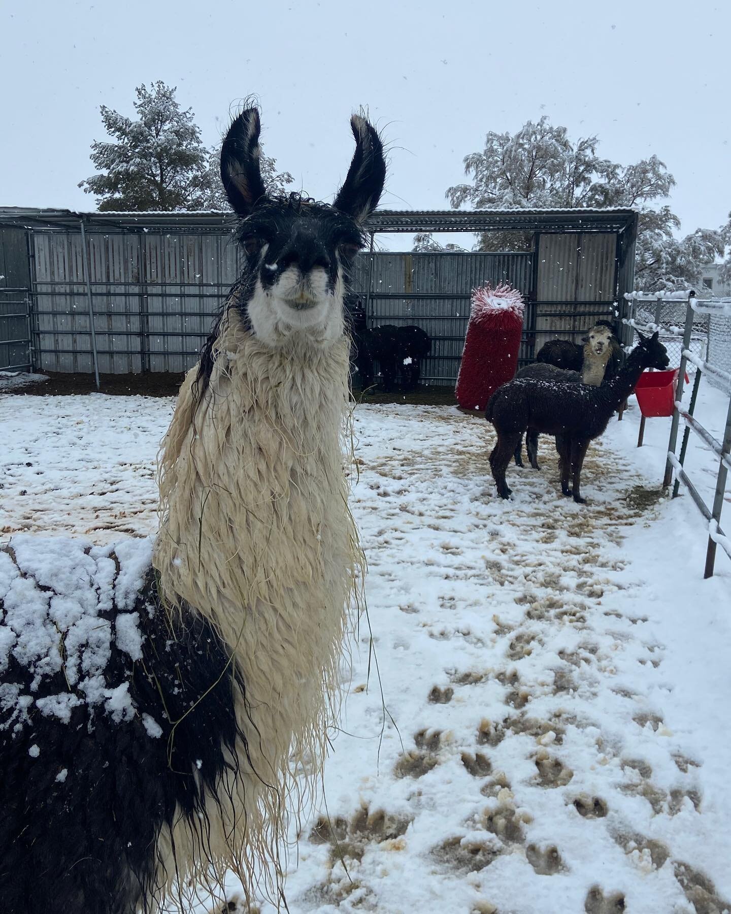Penny thought that her new home in Phelan would be snow free. Haha. She looks amazing. Sad we don&rsquo;t have her anymore but so grateful she&rsquo;s got a wonderful ranch to live on with new friends.