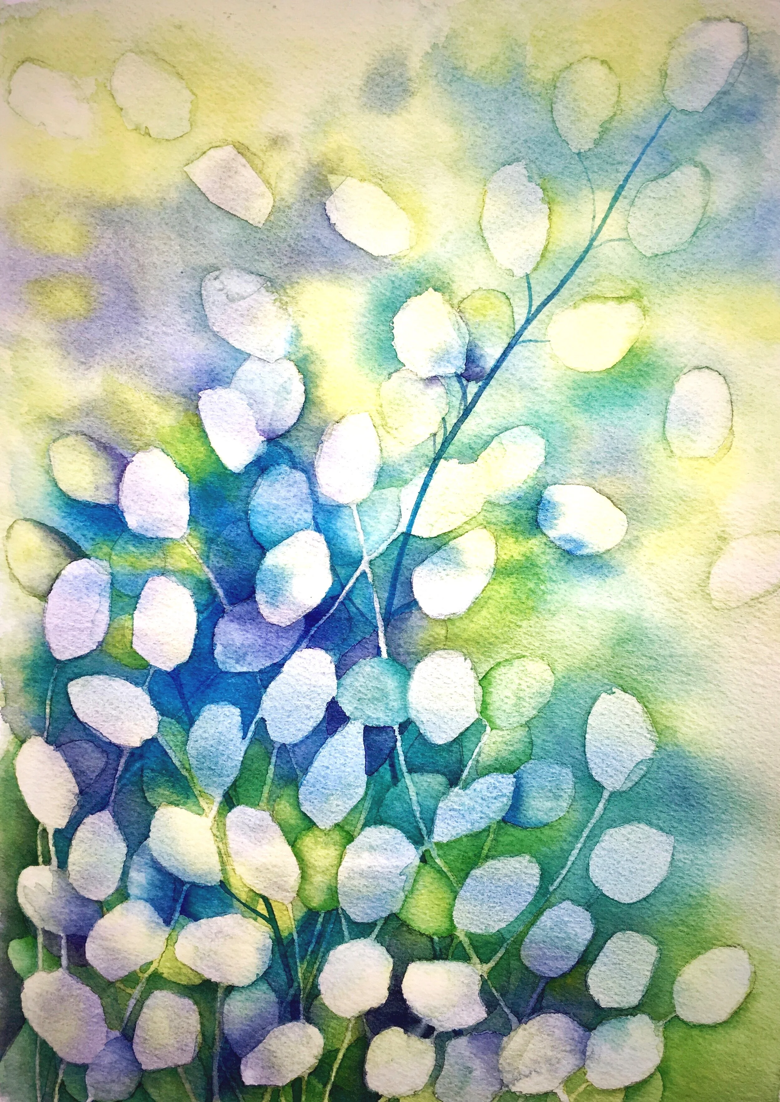 Dried Honesty, watercolour, 36x26cm, Framed £145