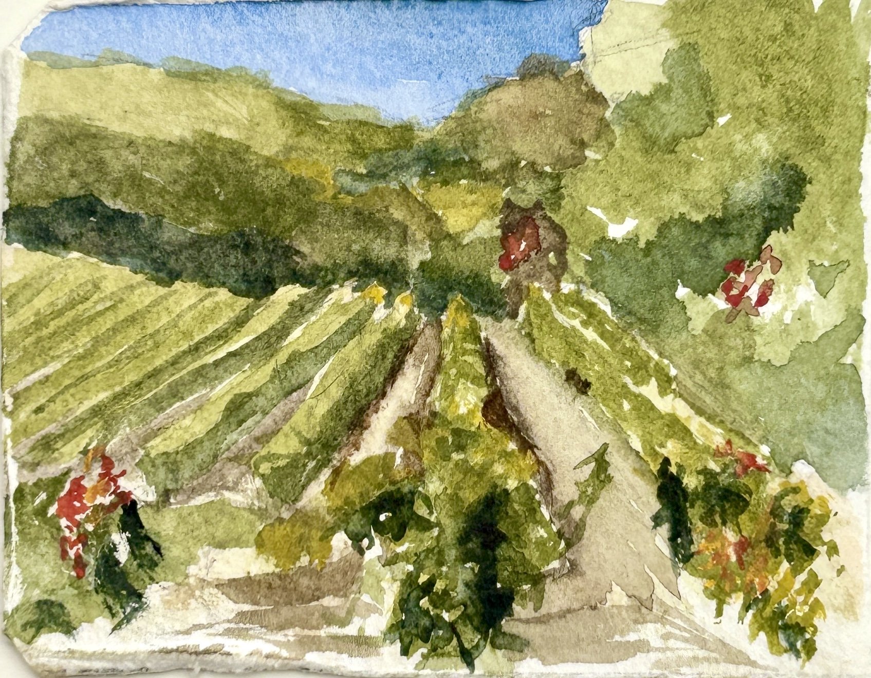 No.14 ~ Domain Carriere Audier, Languedoc ~ 19.9.24 [6.5 × 8 cm · En plein air]