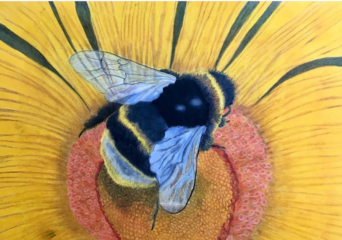 Bee and Sunflower, ink and coloured pencil, Artists private collection 