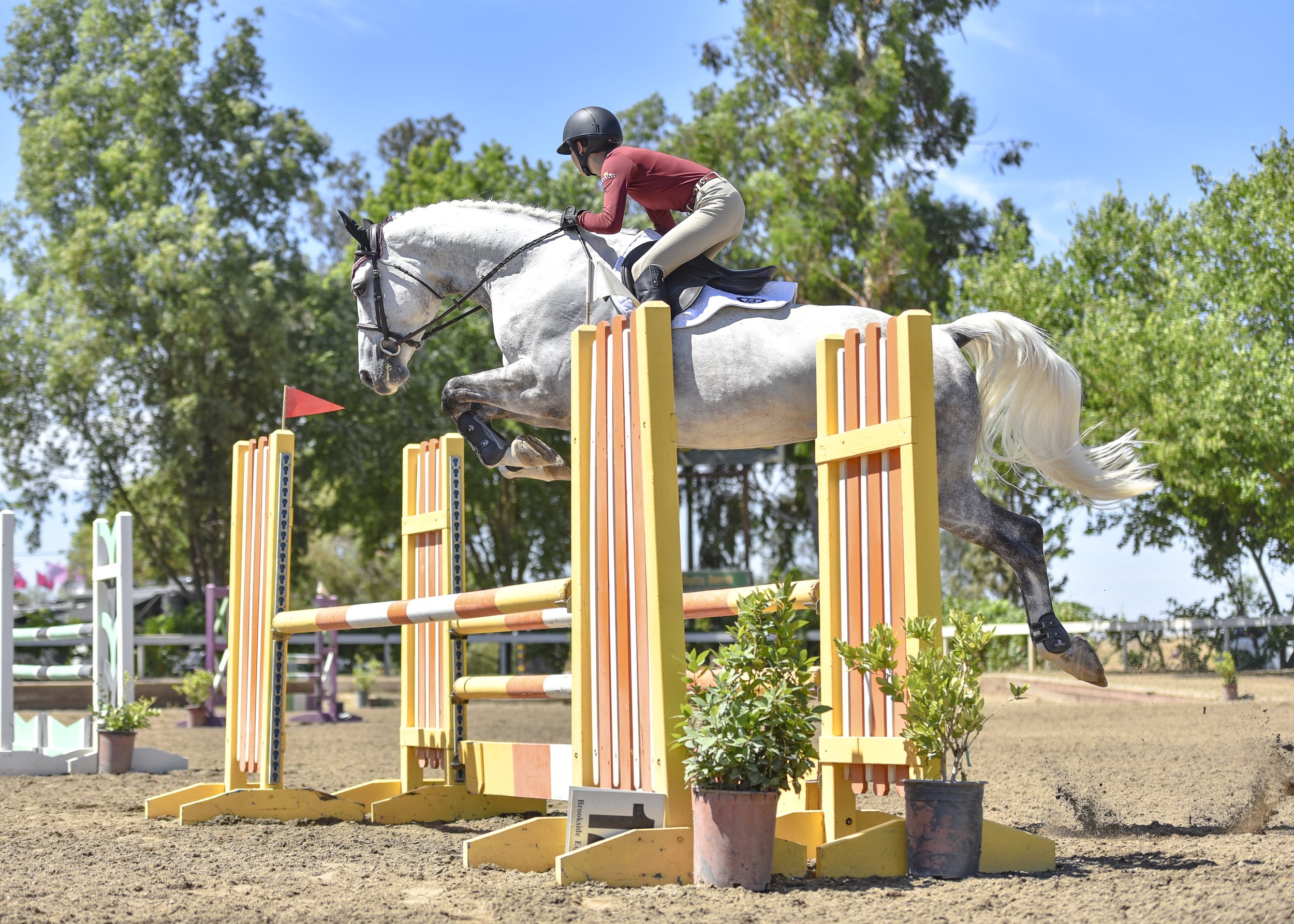 Mitch Slicing Yellow Oxer JAV_2836.jpg