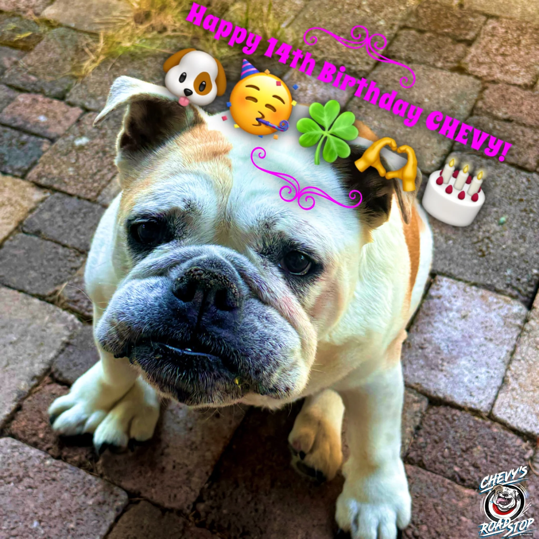 Huge day for us here at Chevy&lsquo;s as our mascot girl CHEVY celebrates her 14th bday!! All the best sweetheart🥰🥳🍀🎂
