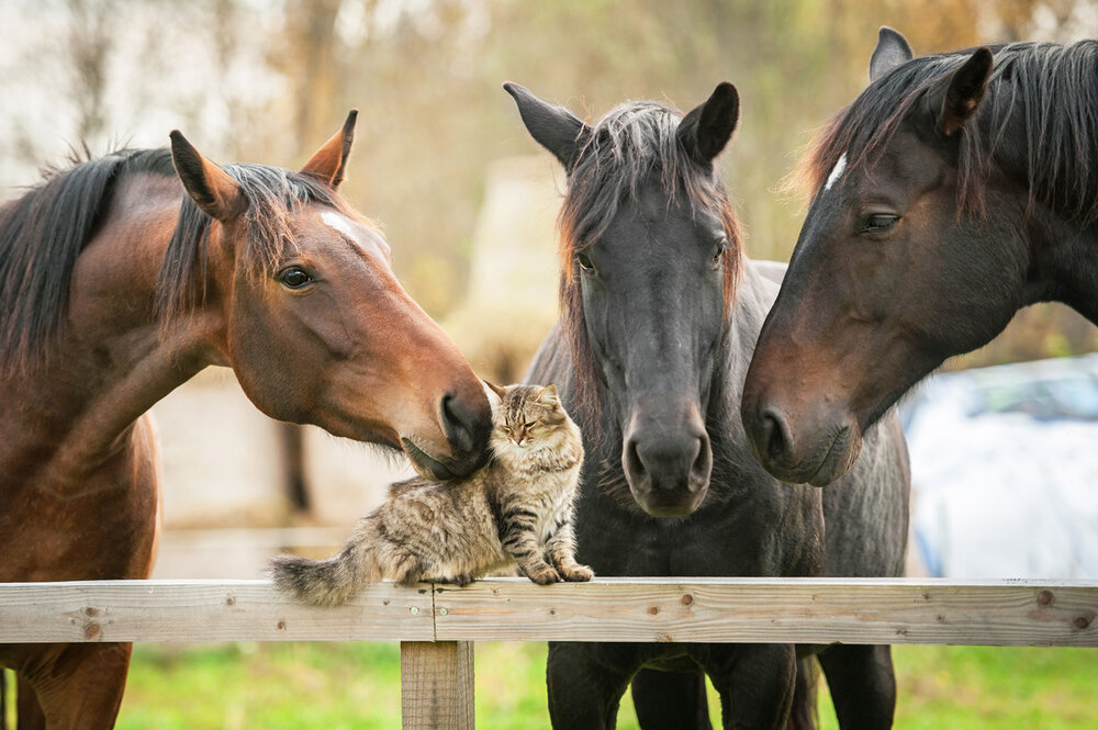 Animal Eye Clinic Contact