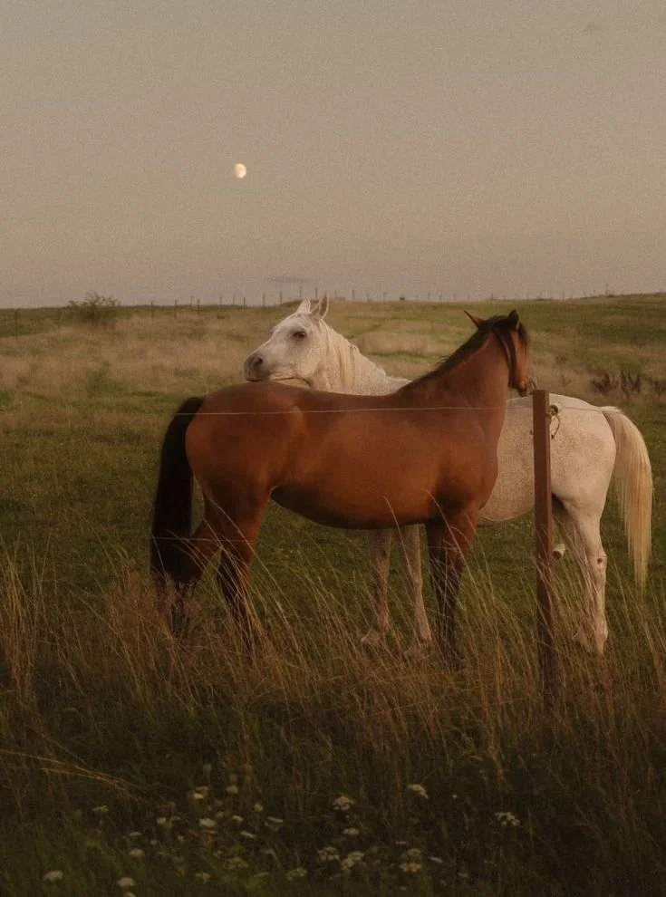 A Path to Sacred Ground Retreat | Feb 20-22, 2026