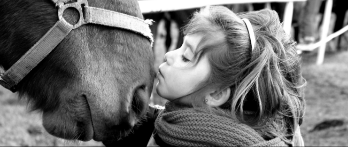 Weekly Update from ShowAssist | First Memory of Horses