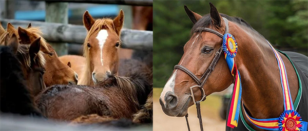 EQUUS Equine Ambassador Lafitte De Muze to Match DonationsUp to $30,000 in Support of the EQUUS Foundation Mission