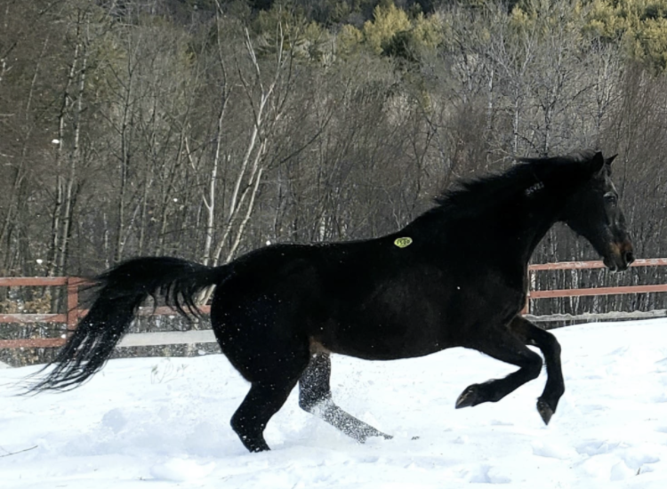 Help EQUUS Foundation Turn $30,000 into $60,000