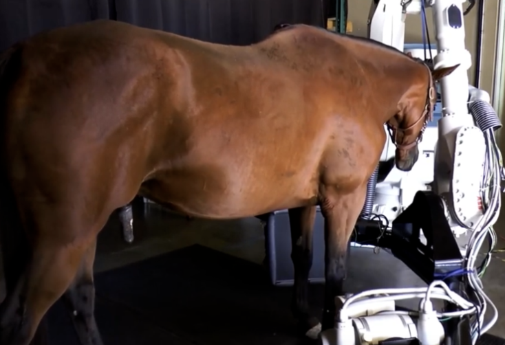 Prisma Receives Funding to Support the Final Stages of Developing Equine Full-Body CT Imaging Technology