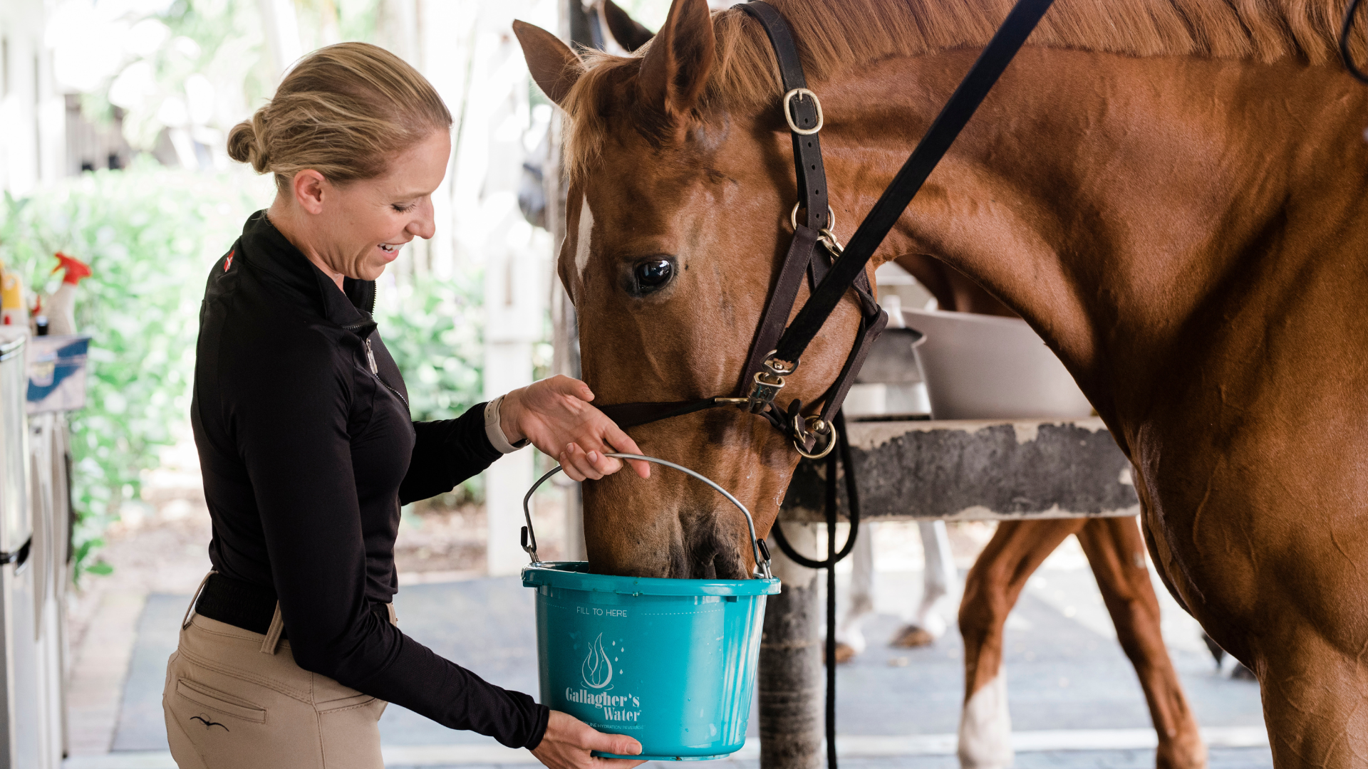 Horses and their Owners Love Gallagher's Water