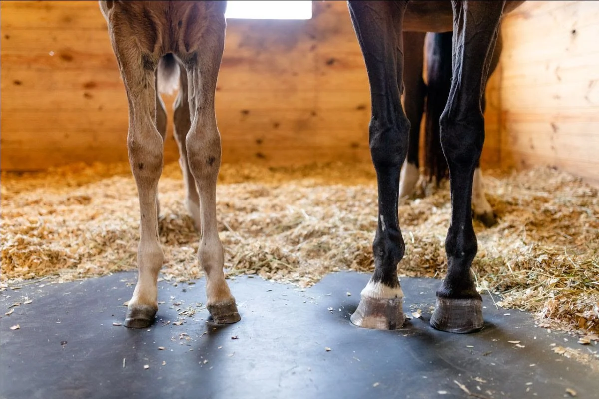 Be Your Horse’s Hero