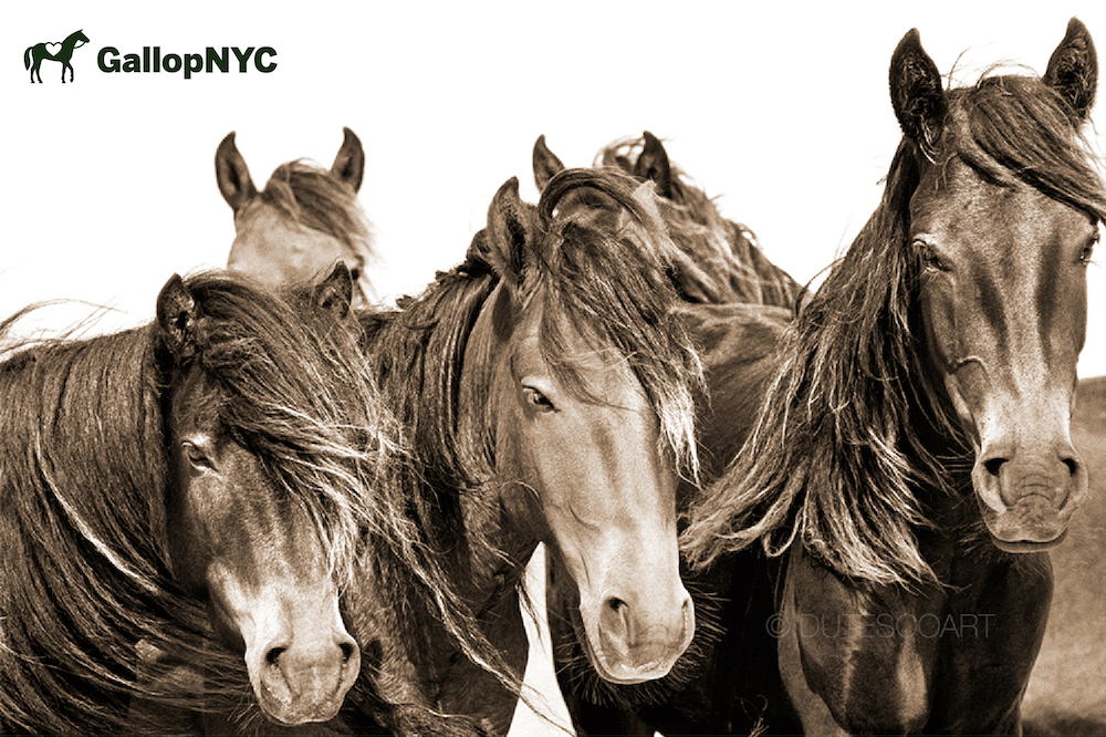 Purchase Tickets: Cocktails With GallopNYC at Robert Dutesco's The Wild Horses of Sable Island