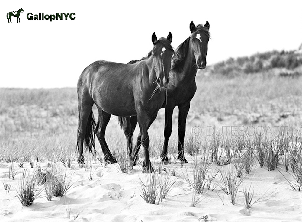 Don't Miss Out! Join GallopNYC at Robert Dutesco's The Wild Horses of Sable Island