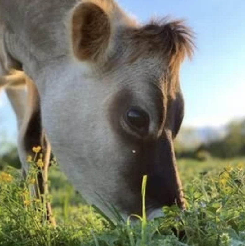 Screenshot 2025-12-10 at 4.39.25 PM.png