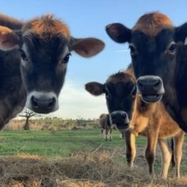 Screenshot 2025-12-10 at 4.39.19 PM.png