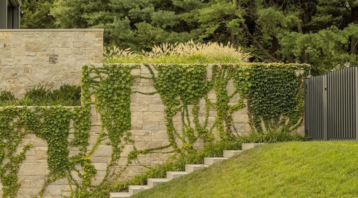 Sharing this repost from @dangordonla of climbing Boston ivy against a stone wall. We work with nature at every opportunity to add appeal in every element of the landscape.