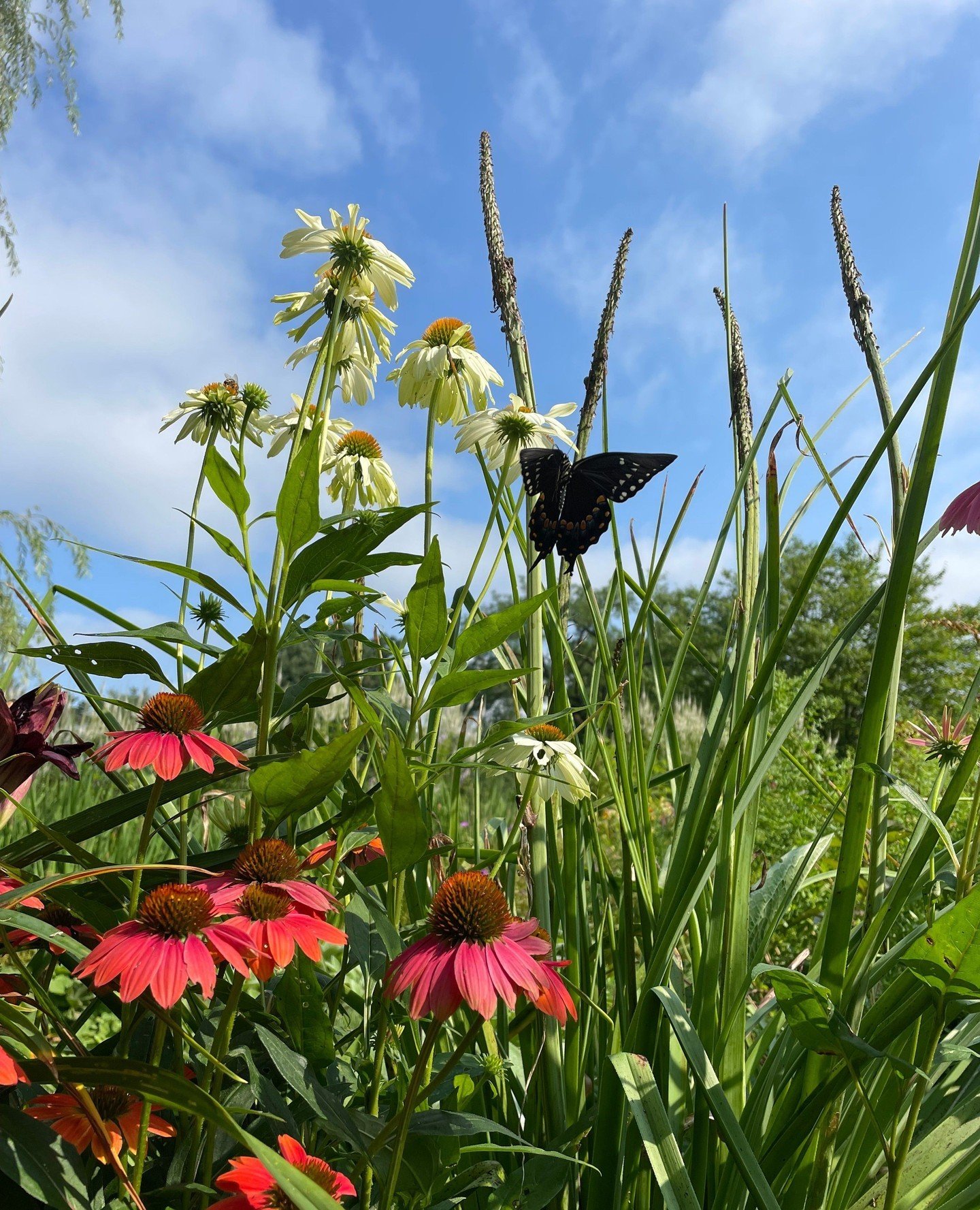 A striking vantage point from inside a pollinator garden, created and maintained by our ecological land care division, @botanicalandcare.⁠