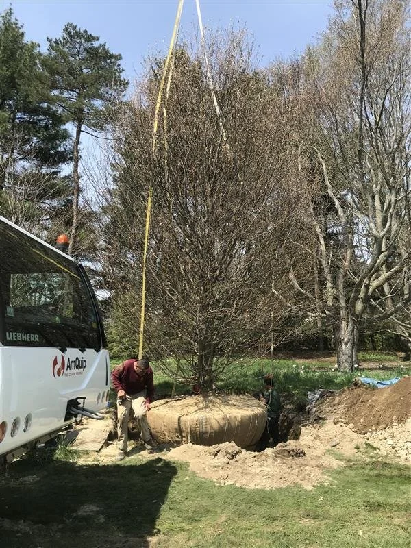 Installing a 30-foot Beech Tree with minimal impact on the landscape