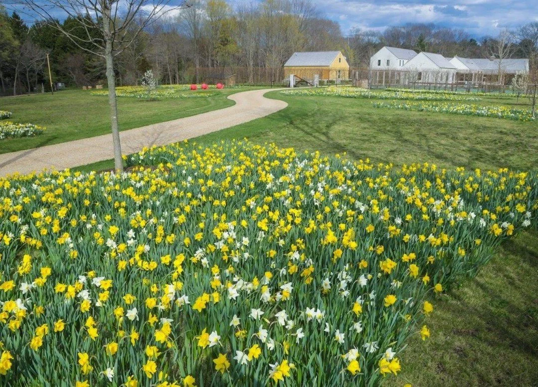 What blooms in spring begins beneath the soil today.🌷We&rsquo;re planting thousands of bulbs now&mdash;daffodils, tulips, alliums, and more&mdash;for a garden that unfolds in waves of color from late winter to summer.