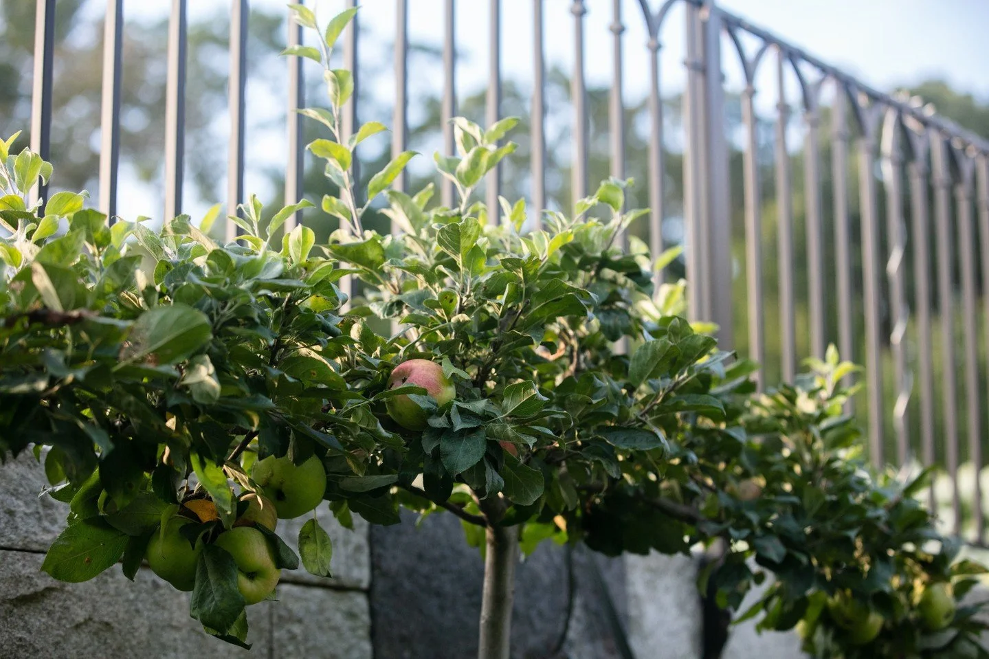 Espalier is a beautiful technique for training apple or pear trees to grow flat against a wall or trellis. It's a great solution for small spaces and makes for easy harvesting, while requiring regular maintenance and pruning. ⁠
⁠
Interested in learni