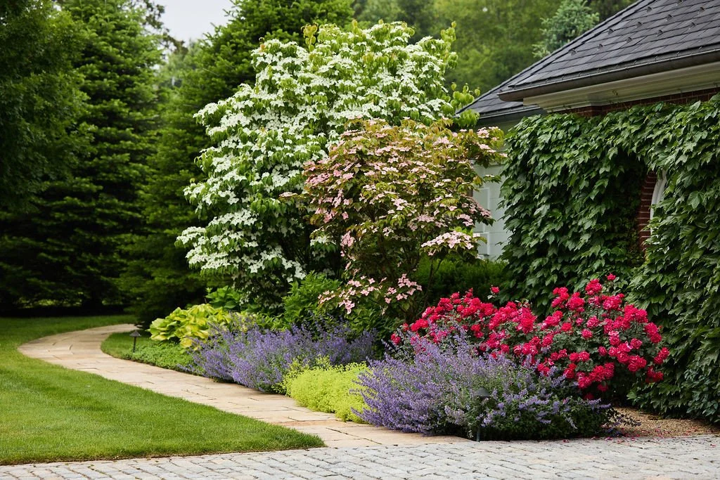 Layers of lady's mantle, roses, Boston ivy, and dogwood trees bloom brightly in summer at this New England home.