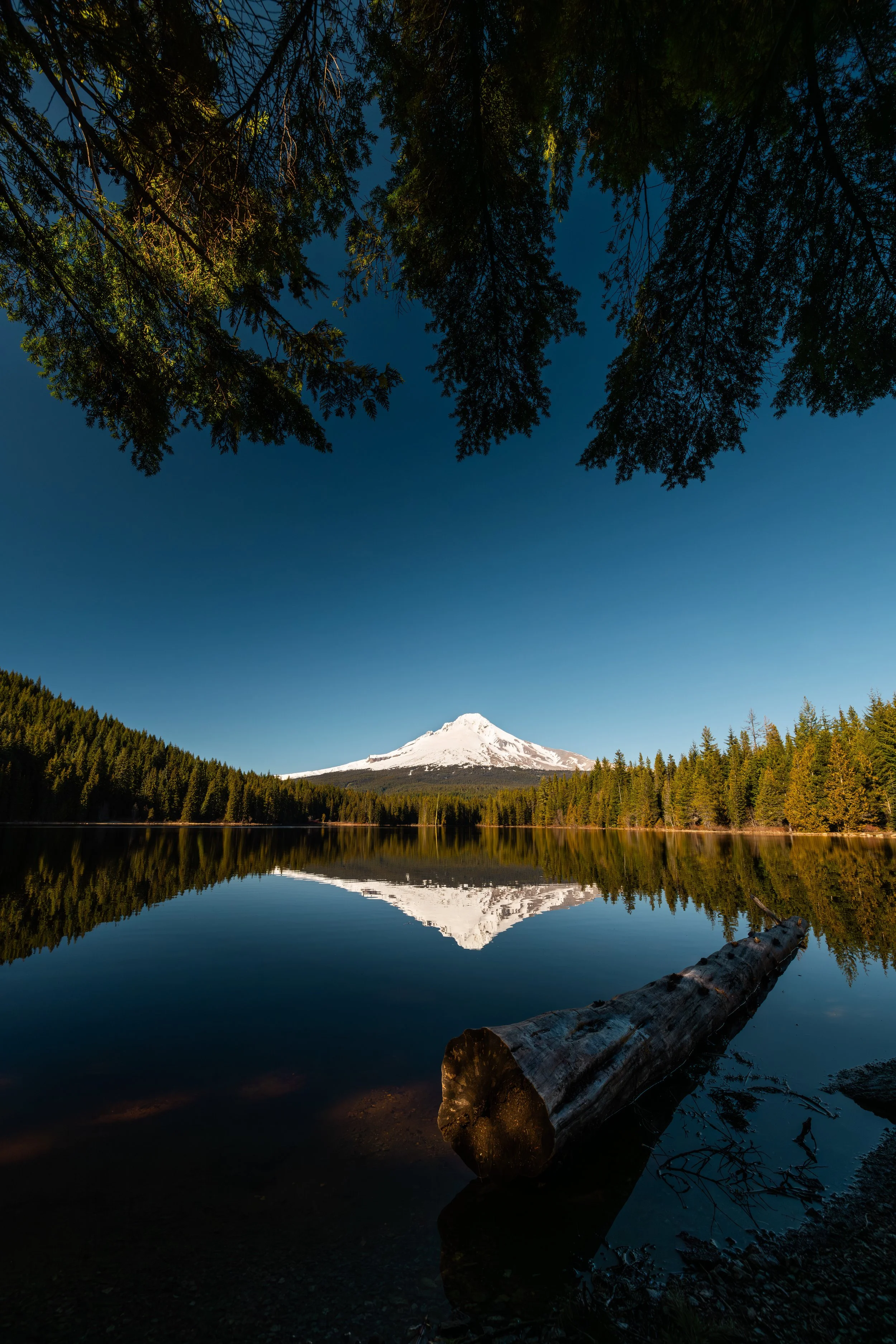Trillium Reflection website.jpg