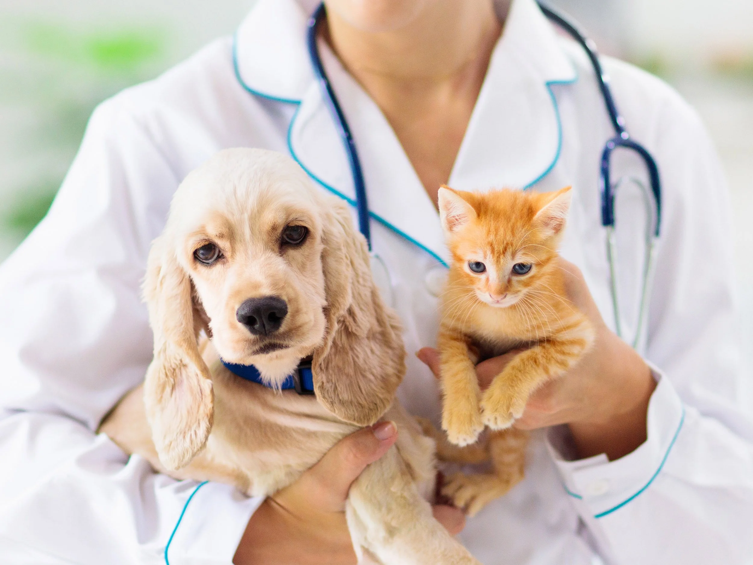 Vet Chique Announced for Harbor Point