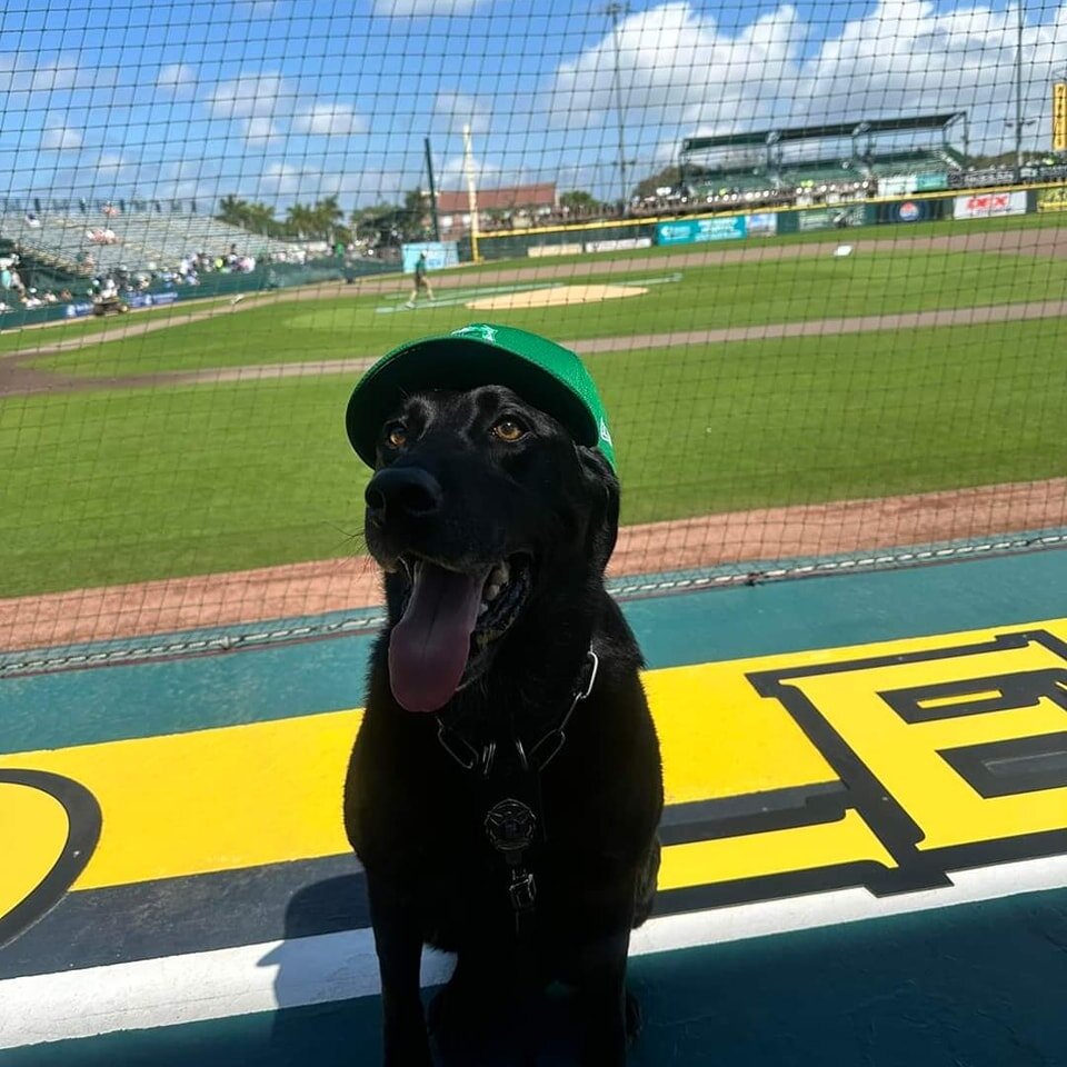 It's #NationalPuppyDay, but in lieu of an actual puppy, here's a photo of (mostly) retried #K9 Maverick, who celebrated his 9th birthday at last Sunday's Pirates game at LECOM Park. 🥳🍀 Maverick is living his best life with his handler, Officer Mago