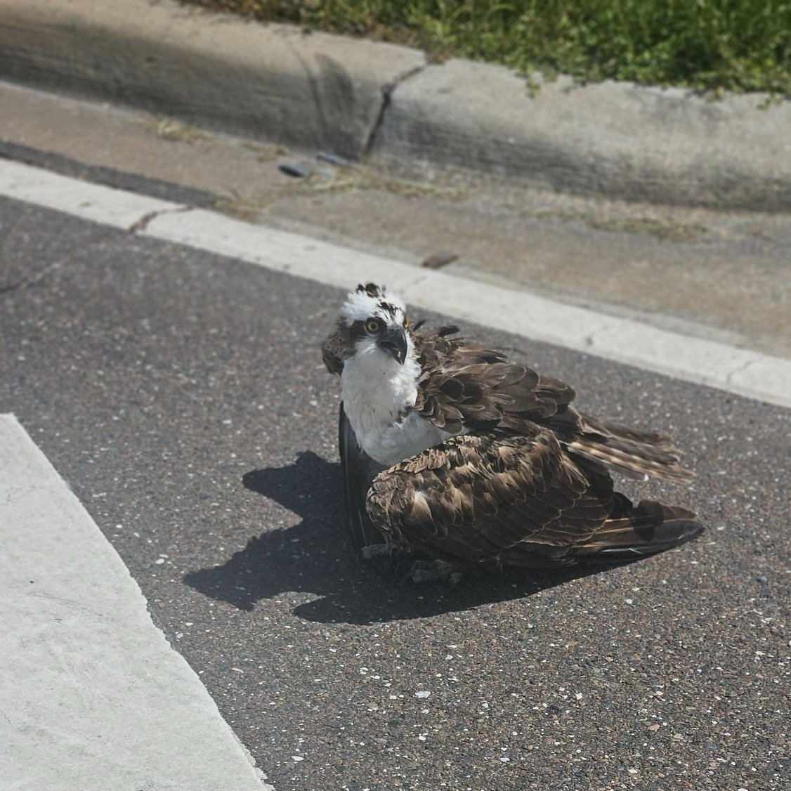Saturday, while on patrol near the 4700 block of Manatee Ave E, Lt. Ramdath spotted a wounded osprey in the road. He blocked a lane to keep the bird safe until Matthews Wildlife Rescue could transport the osprey for treatment. Ospreys are a part of F