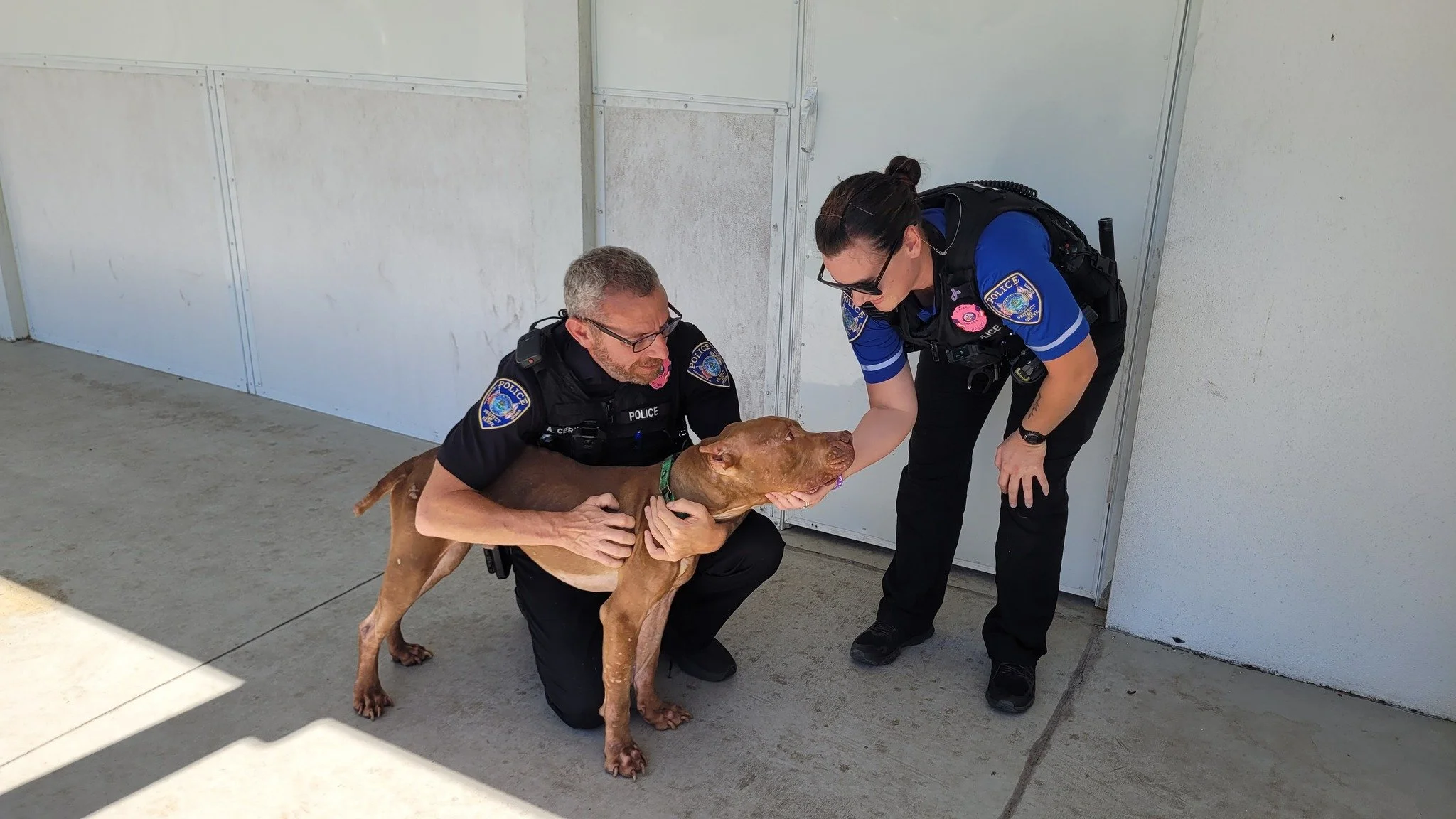 AGGRAVATED ANIMAL ABUSE CASE - PUP-DATE! 
We know everyone is very concerned about the five dogs that BPD and Manatee County Animal Services removed from a home last week. We visited the dogs today, and are happy to report that they are all recoverin
