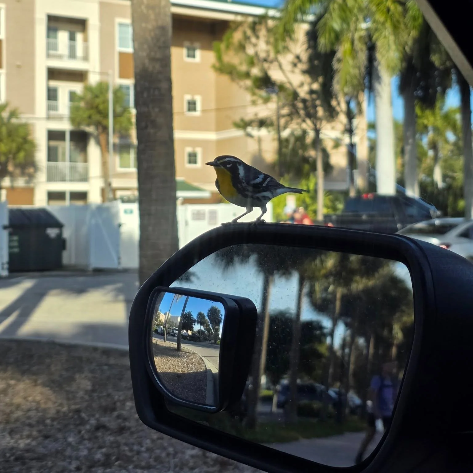 "Excuse me."
"Excuse me, officer."
"OFFICER."
"WE NEED TO TALK ABOUT YOUR CAR'S EXTENDED WARRANTY." 🐦