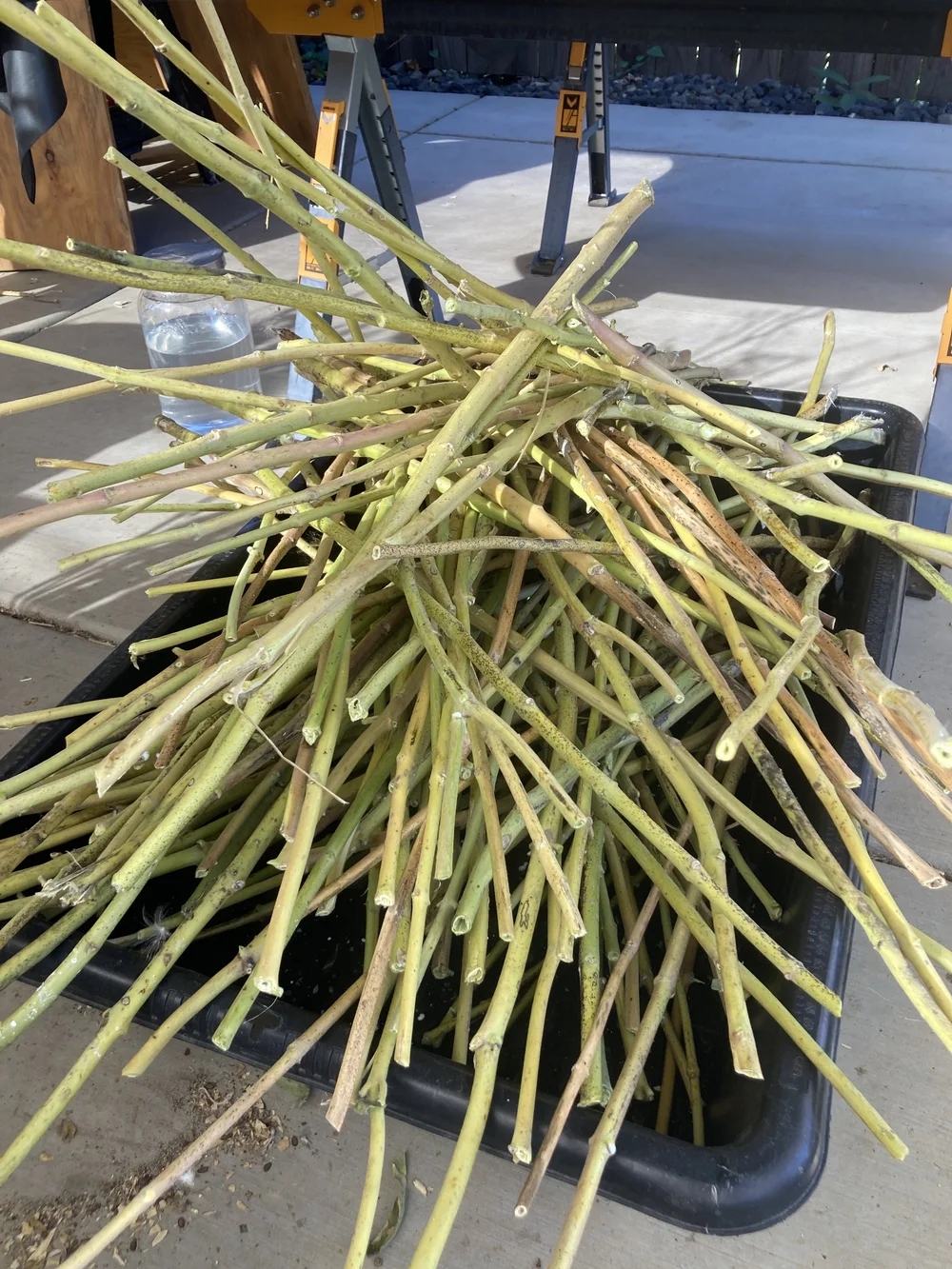 stalks stripped of leaves.JPG