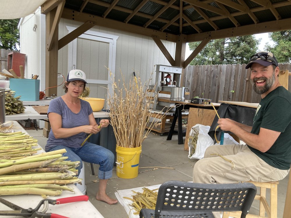 alyssa and adam stripping milkweed.JPG