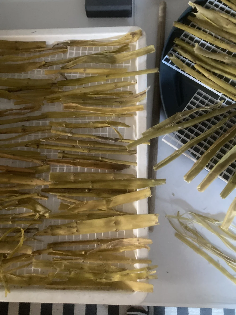 freshly stripped milkweed stalks .JPG