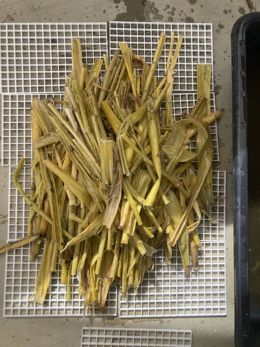 pile of freshly stripped stalks