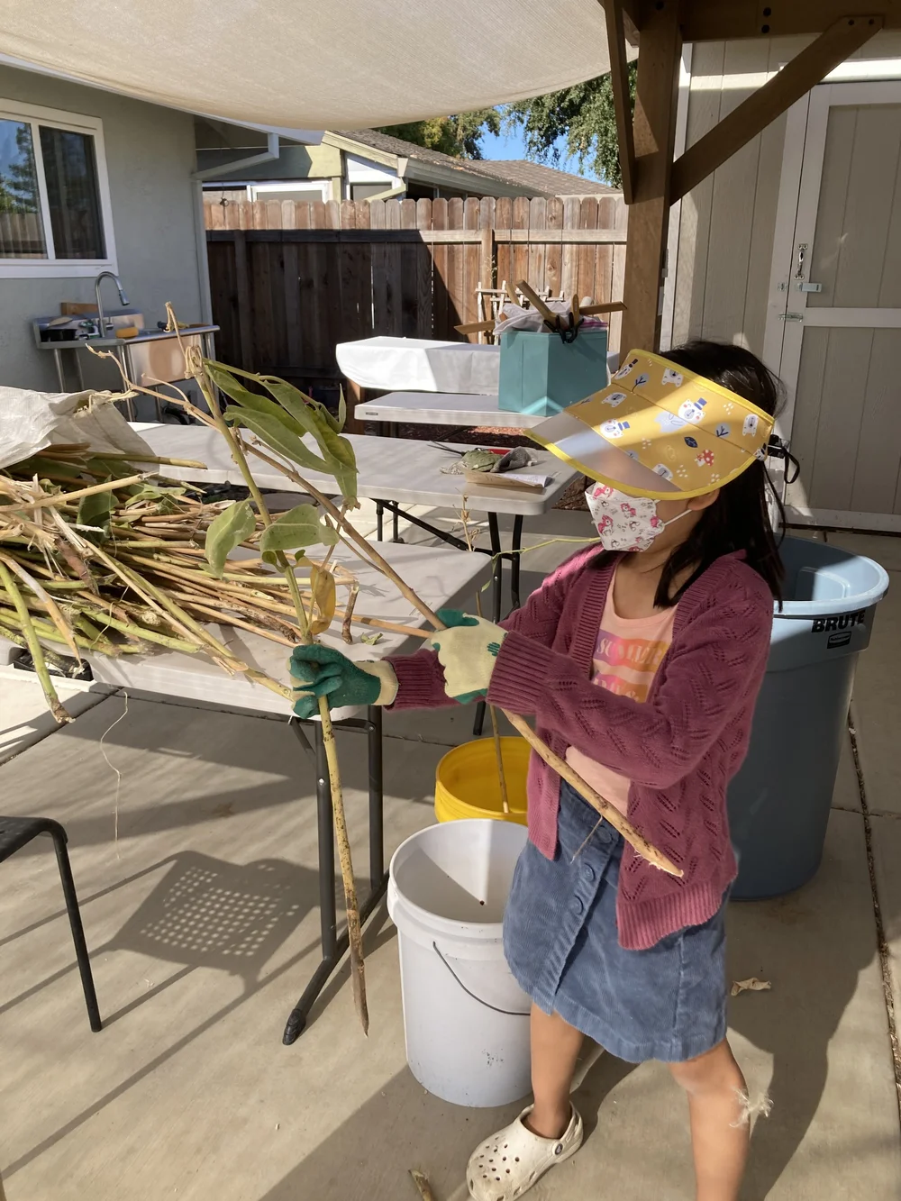 winnie sorting stalks.JPG