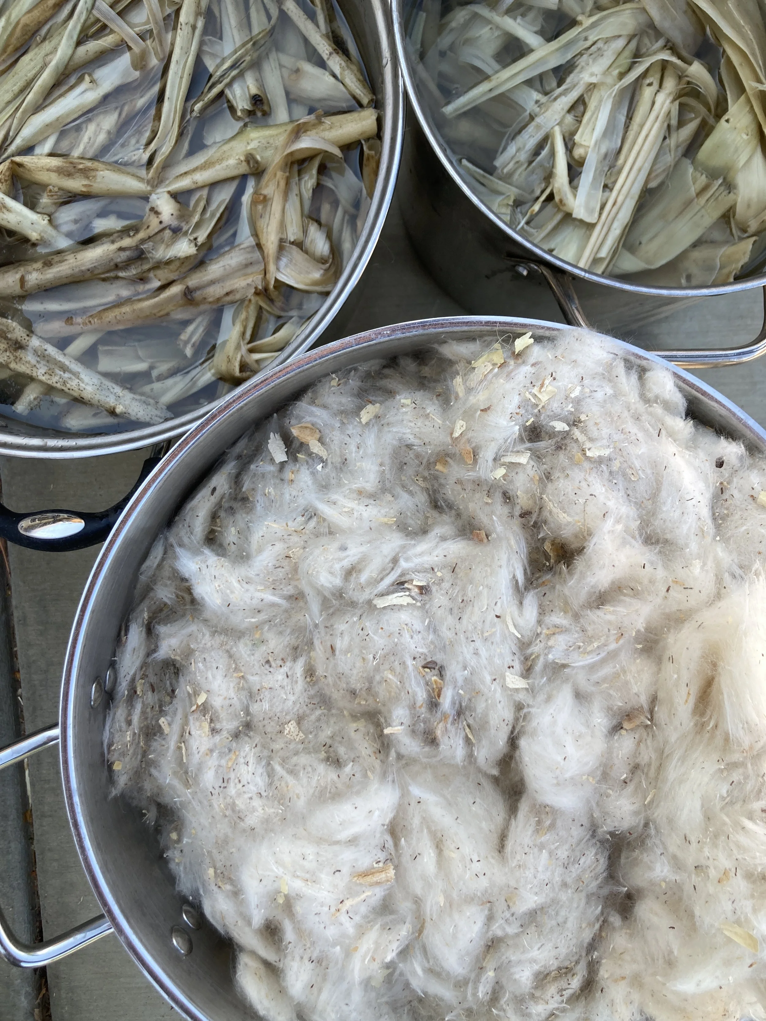 Milkweed: A Gift from the Ancestors