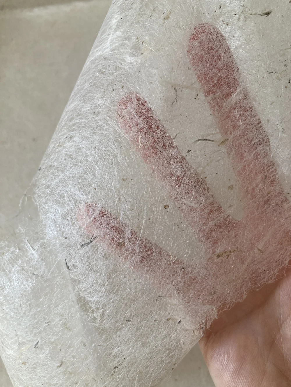 webal milkweed seethrough.JPG