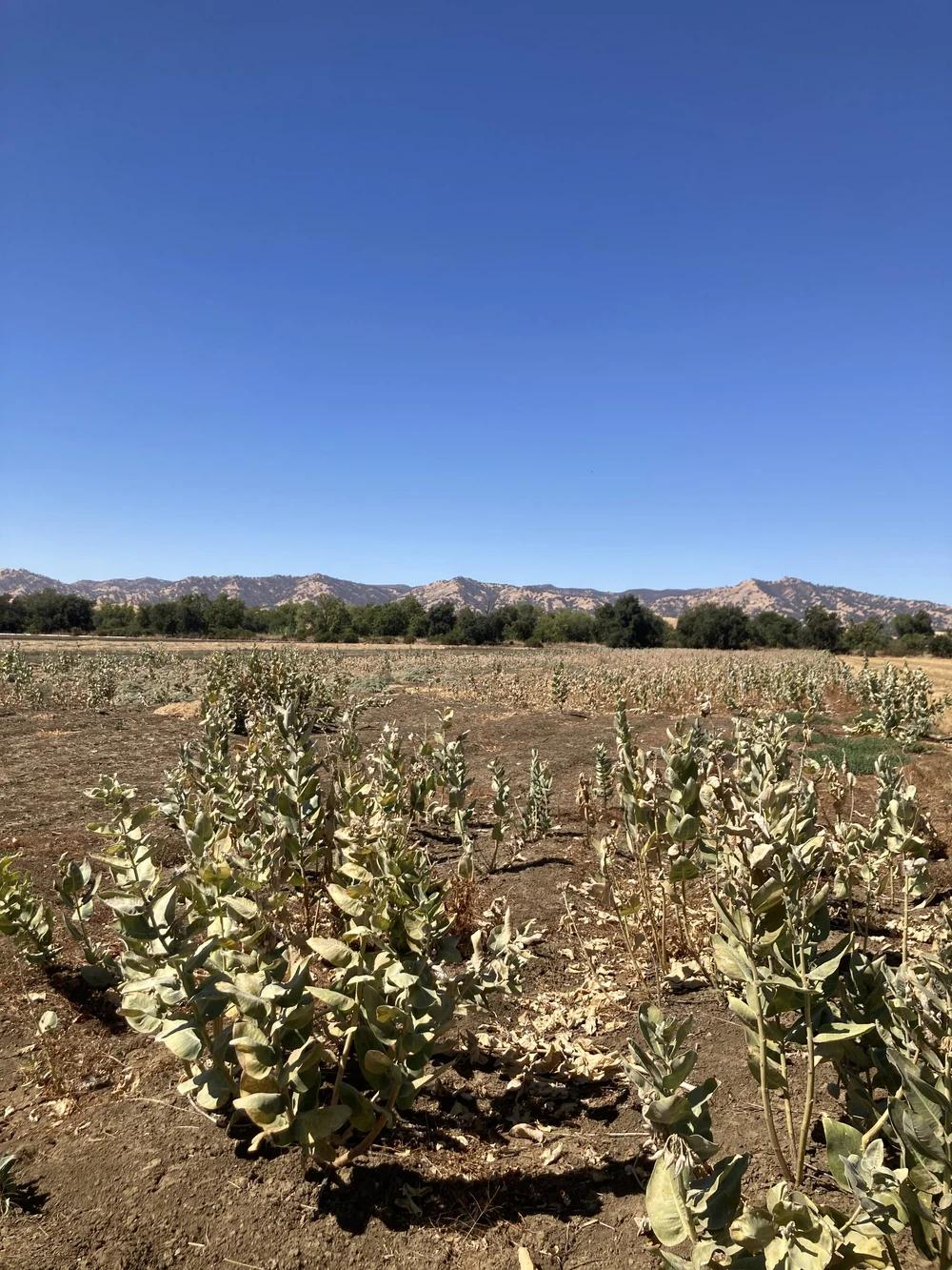 found the milkweed.JPG